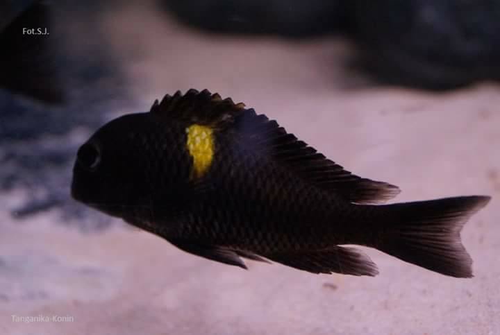 Tropheus sp. 'black' Lueba